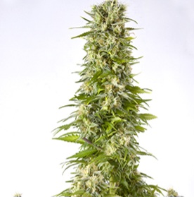 Black Domina x Black Domina 